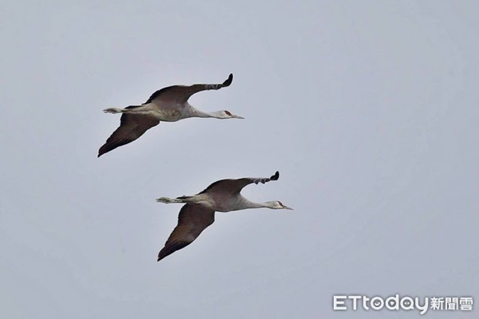 台湾拍鸟俱乐部鸟友抬头见大鸟飞过顺势按下快门 意外拍到未飞到过台湾的大型迷鸟“沙丘鹤”(图/拍鸟俱乐部王姓鸟友提供)