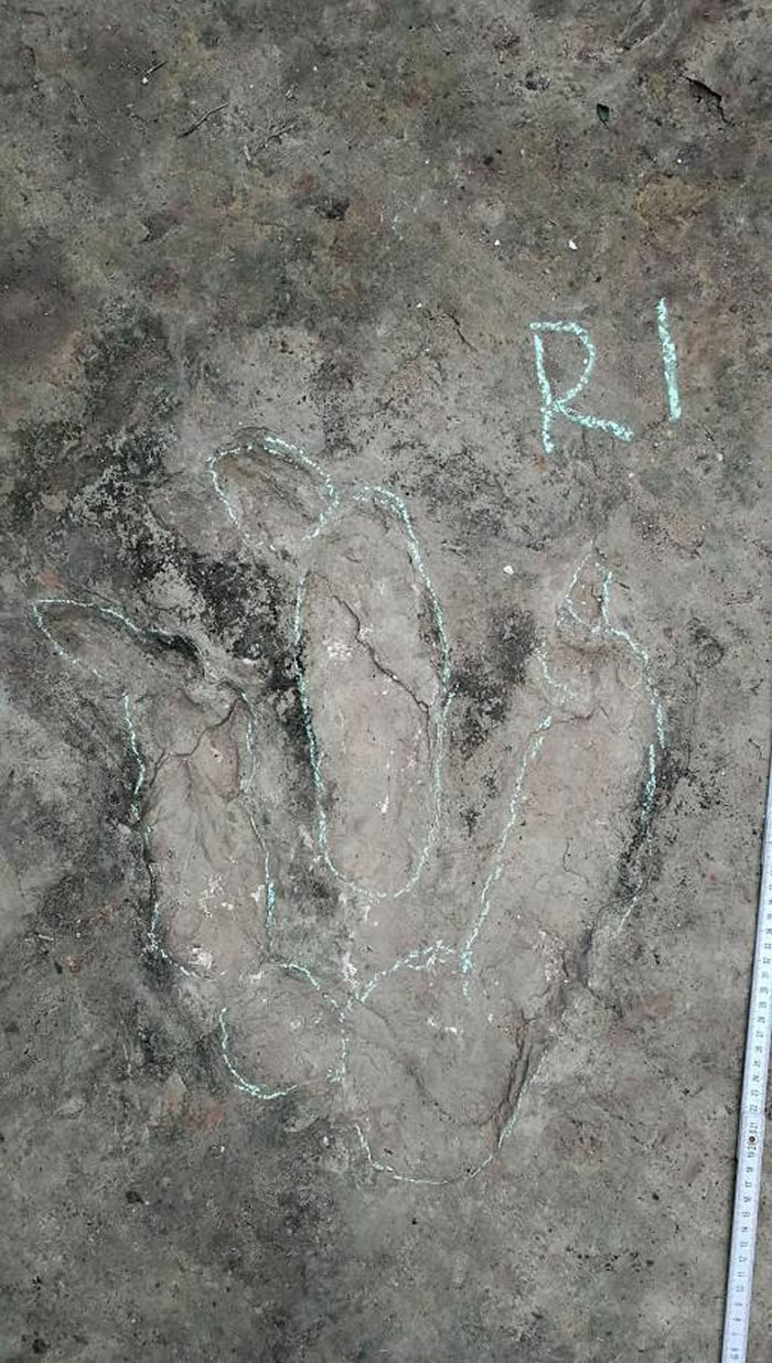 四川盆地内首次发现侏罗纪晚期大型食肉恐龙足迹化石