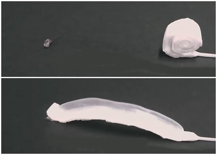 软体机器人“捕食”甲虫。