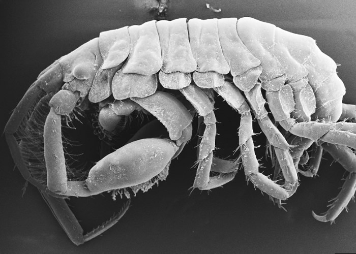 ������о��ǰ����� ����ǧֻ��Ʒ������𶹣�Podocerus jinbe��