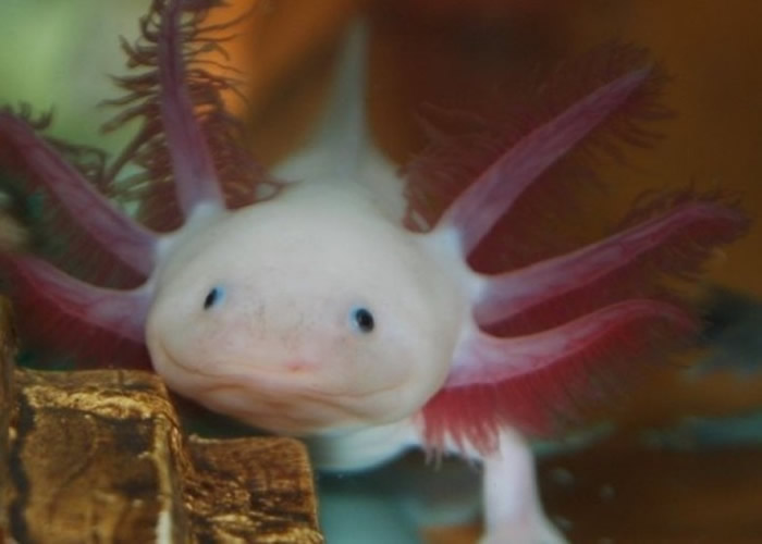 发现墨西哥钝口螈藏重生分子 对研究人类再生功能有帮助