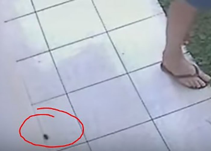 巴西男子因杀虫剂不奏效 用汽油点火炸花园灭蟑螂