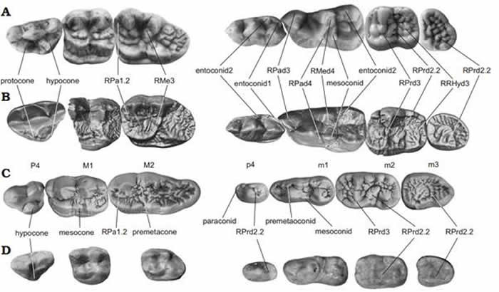 A大熊猫,B始熊猫,C德宁格尔熊,D戴氏祖熊牙齿对比及术语。