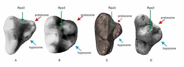 部分食肉目成员P4齿尖结构示意图。A狗獾,B浣熊,C德氏泛熊,D元谋始熊猫。