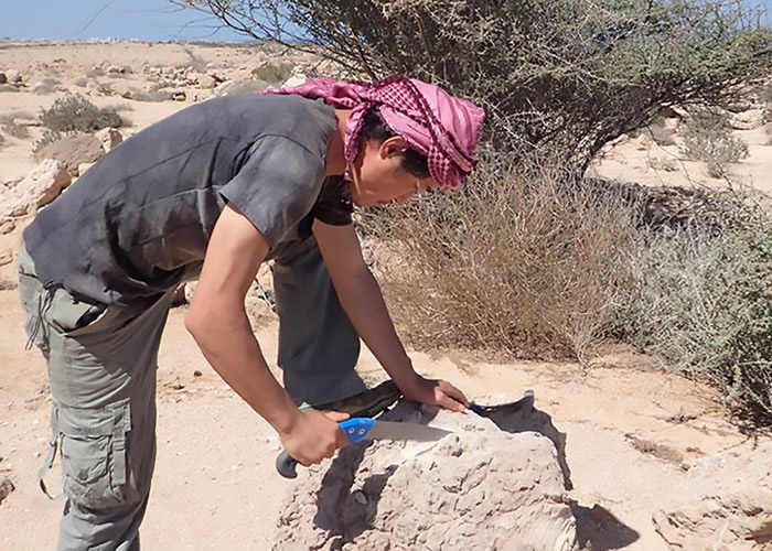 渡边刚分析珊瑚化石与现代珊瑚,得出研究结论。
