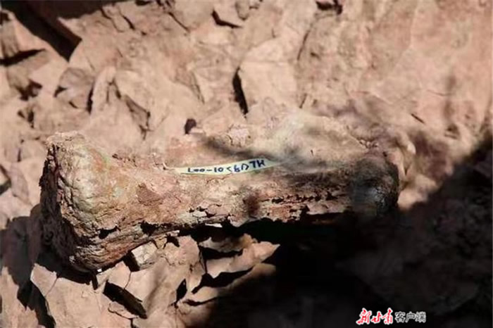 “黄河化石论坛”:甘肃省永靖县关山乡红楼村发现恐龙骨骼化石