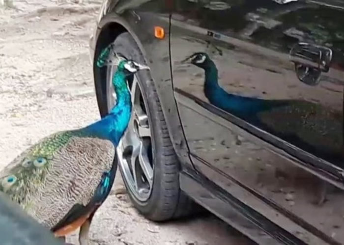 ̩в߷︮ʫ԰ȸԼڳĵӰ