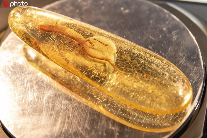 �����������ˮ�����滯ʯ����2019�ڶ����й����ʽ��ڲ�����