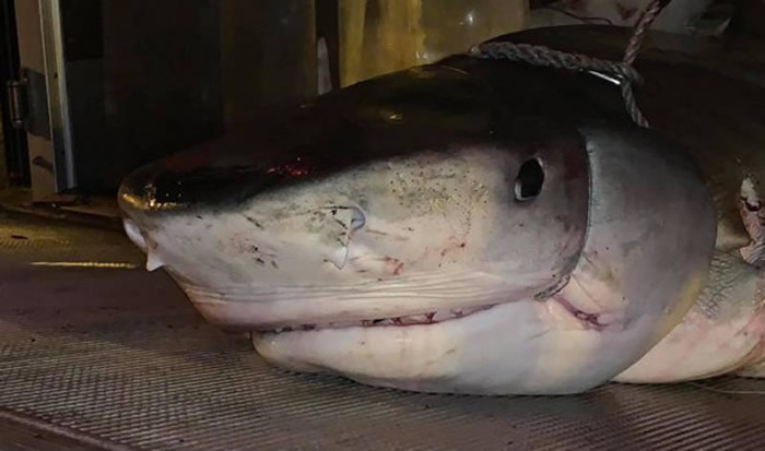 �Ϲ���Ǳ��ʧ�� �����˲����жǾ�������������ơ����ޱ����Ͻ���ʬ��