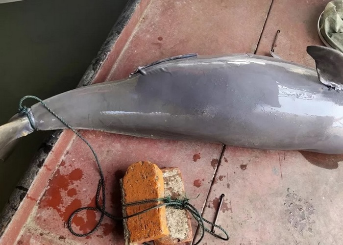 ����������ͥ�����ֽ���ʬ�� ������Ϊ�������޷��ζ�