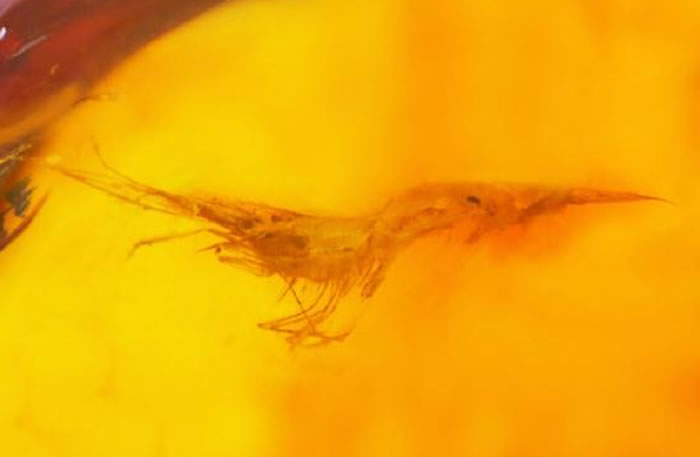 “虾琥珀”:中国科学家首次在墨西哥2200万年前琥珀中发现水生生物真虾
