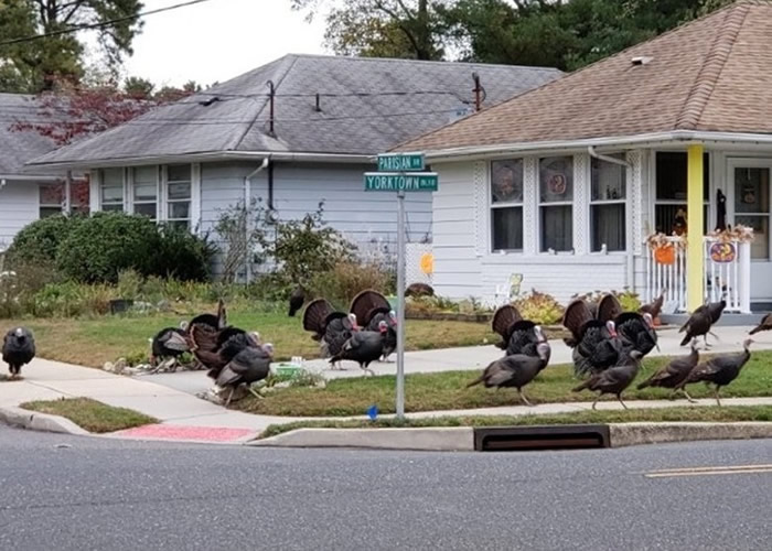 感恩节前大报复?60野生火鸡横行美国新泽西州海洋县社区