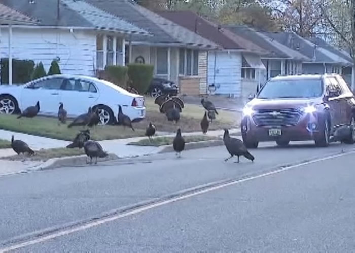 感恩节前大报复?60野生火鸡横行美国新泽西州海洋县社区