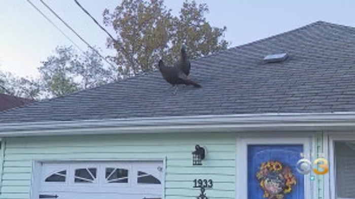 感恩节前大报复?60野生火鸡横行美国新泽西州海洋县社区