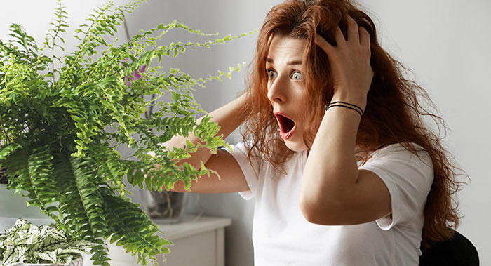 科学家粉碎植物清洁房间空气的神话 通风才是硬道理