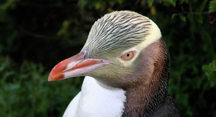 ���������������족սʤ84���������ֵ�ѡ������2019�ꡰ������ࡱ