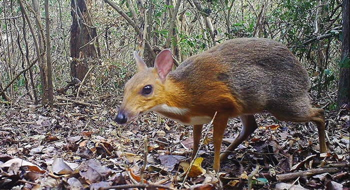 自上世纪九十年代以来首次通过伪装相机成功拍摄到越南鼷鹿