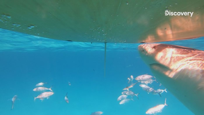 尽管桨板是静止状态,仍会吸引鲨鱼前往。