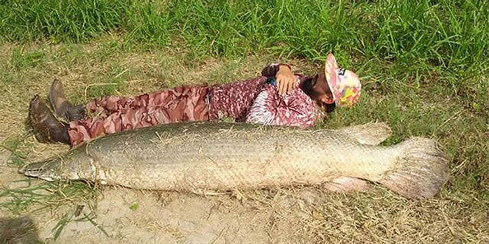 美国德克萨斯州男子人鱼大战后钓起长达2米长着锋利牙齿的狼鼻鱼(雀鳝)