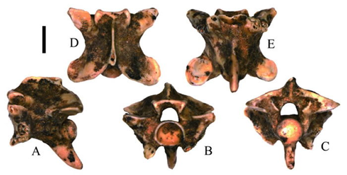 中国首次发现“毒蛇”化石!河北省秦皇岛市山羊寨的亚洲蝮化石是亚洲首次发现