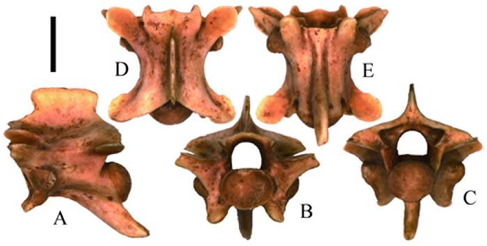 中国首次发现“毒蛇”化石!河北省秦皇岛市山羊寨的亚洲蝮化石是亚洲首次发现