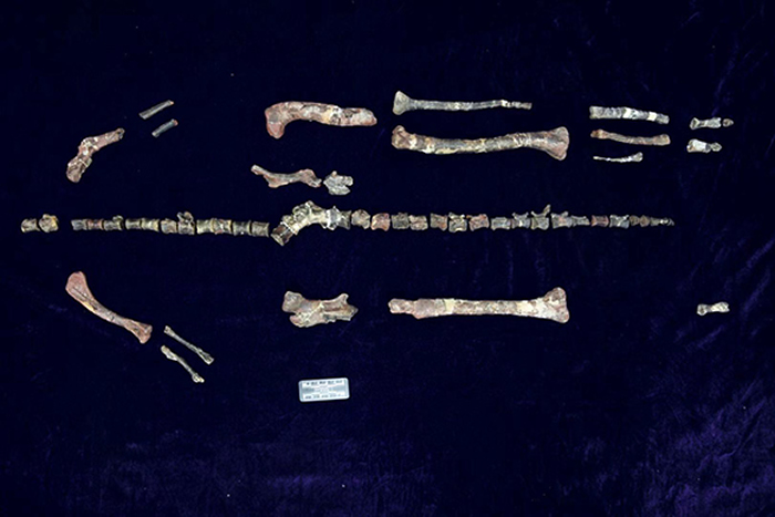 亚洲最早记录:来自中国重庆云阳中侏罗统新田沟组的新鸟臀目恐龙化石