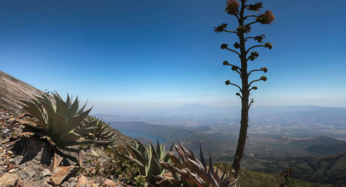 俄罗斯花艺公司“Florist.ru”花艺师:仙人掌对家庭生活构成威胁 天竺葵能够净化空气中的二氧化碳