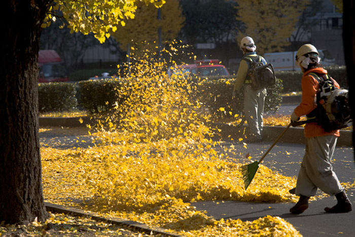 德国政府指南警告民众尽量不要使用“落叶吹风机” 对昆虫会造成致命性伤害影响生态