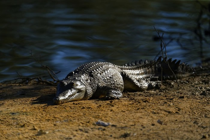 澳洲男子在昆士兰“鳄鱼之乡”凯恩斯镇海滩钓鱼遭鳄鱼袭击试图拖下海 猛戳它眼睛脱险