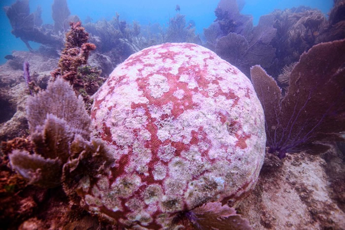 ī������ձȺ�������30%ɺ����Ⱦһ����ΪSCTLD�ĺ�������