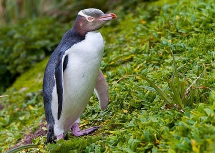 ���������������������¯ �ھ��ɲ������ʼ��Σ���ֵĻ�����죨Hoiho�����