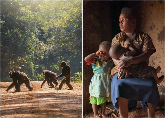 塞马塔(右图)的儿子被猩猩攻击。