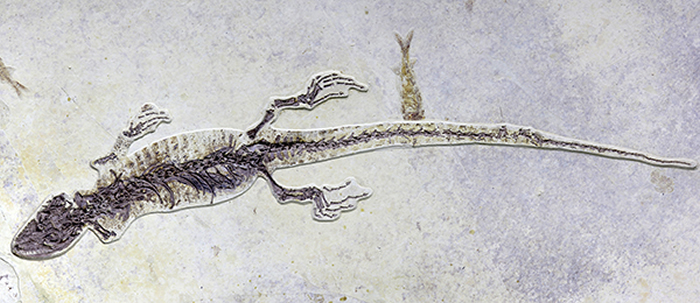 ���޹��̵�ʸ�����걾����θ������δ��¶��  ����ͼƬ��Ϊ�ܷ����ṩ