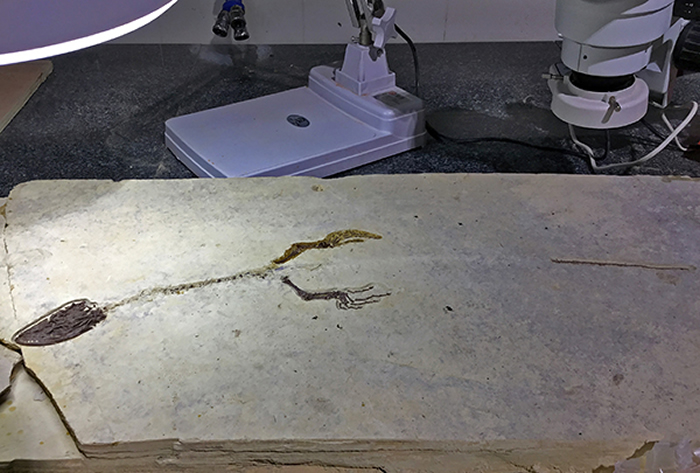 ʸ�����걾