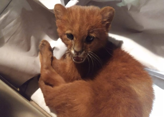 ����͢ͼ����ʡŮ����ɽ�����ء�����è�� �����º�ŷ���������ʨ