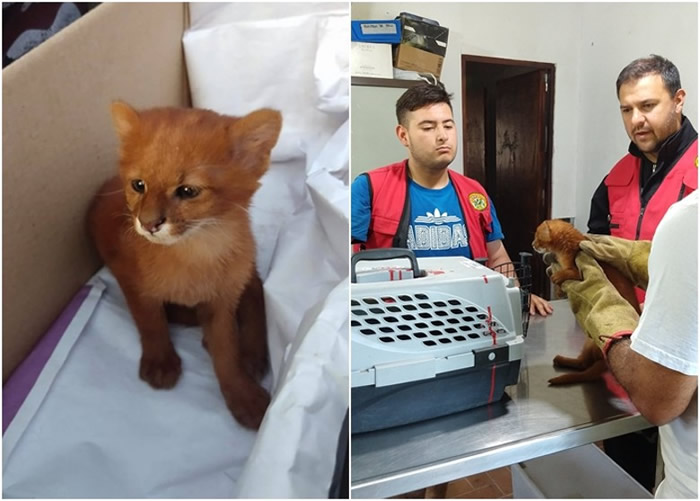 ����͢ͼ����ʡŮ����ɽ�����ء�����è�� �����º�ŷ���������ʨ