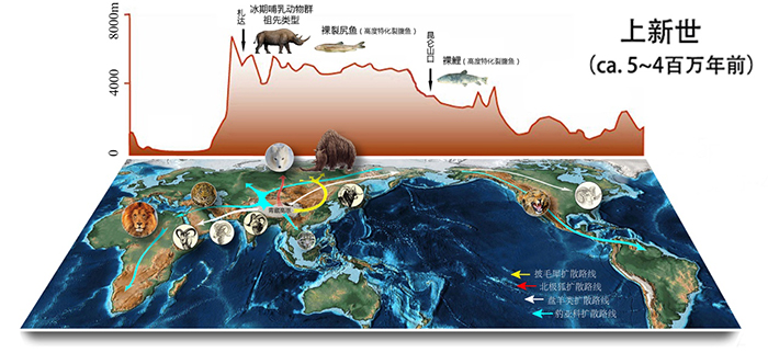 ���鶯�������Դ�����߳����ء���ģʽ��Local origination and ��Out of Tibet�� of mammals in the Tibet