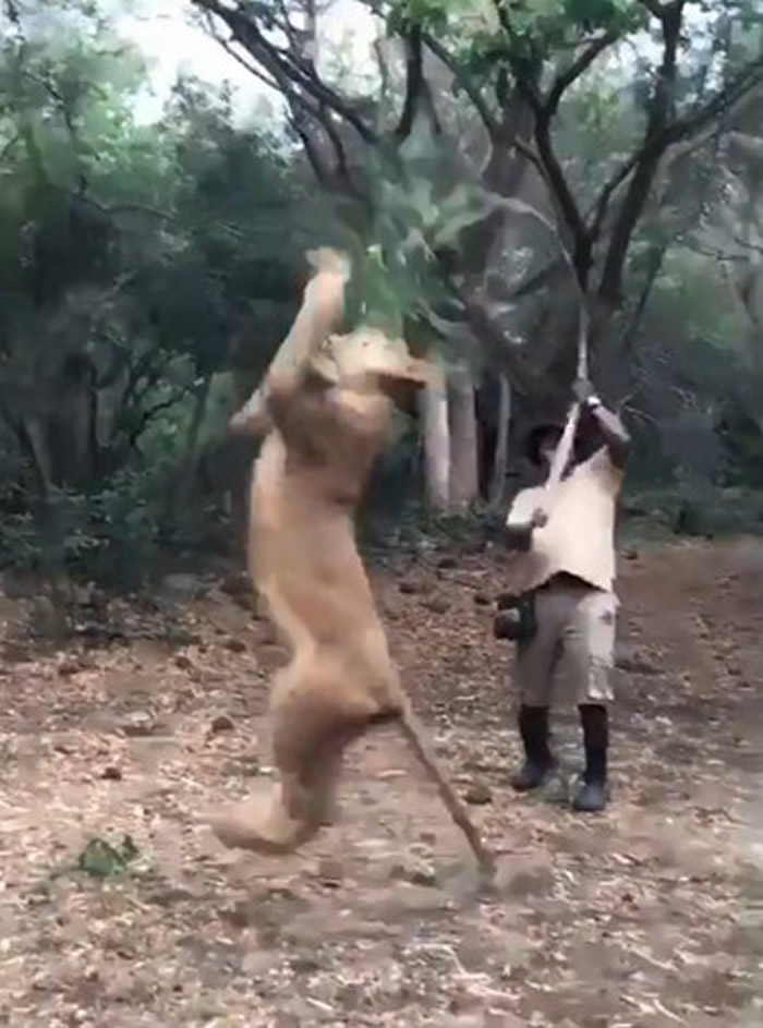 ���Ӷ�ʨ�Ӿ���è