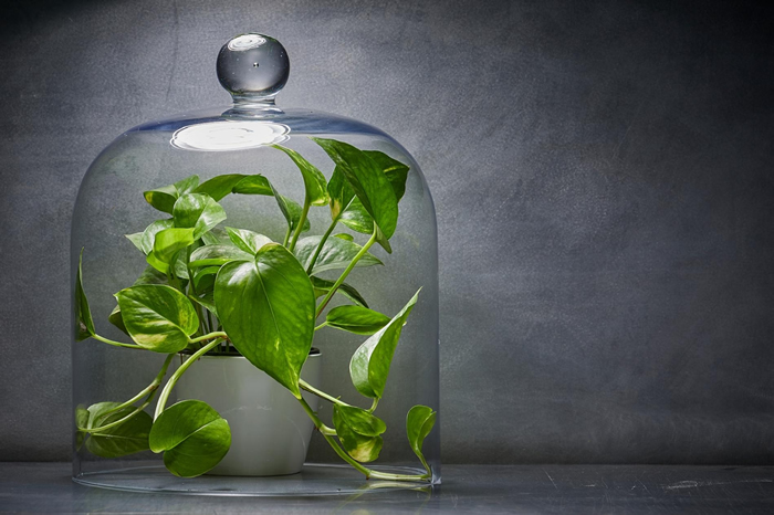 ԰չܻӭֲԵпĺð취Ӫ۸еߡ ȻоʾֲھпĹܽ