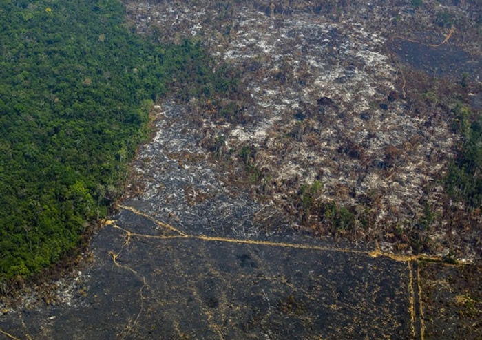 过度伐林亦加速全球气候变化。过度伐林亦加速全球气候变化。