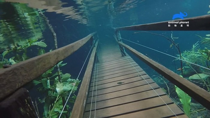 雅定雨林没入水中,连吊桥都沉入清澈的水底。