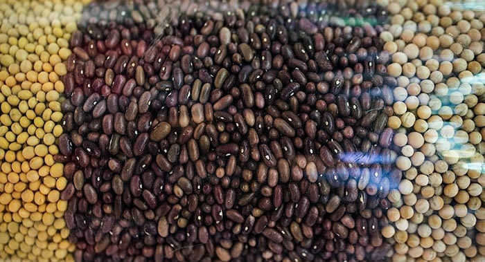 《营养学进展》杂志:食用豌豆、菜豆和小扁豆可以降低梗塞和中风的风险