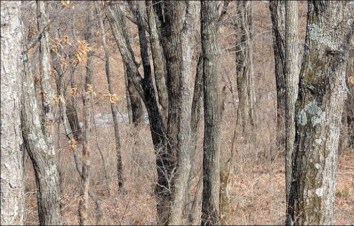 ҵ˹߽֮ҹ԰ԱµƬеһֻԶ