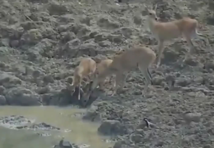 ӡ��������ʩ����������Ǳ����ˮ�ӵײ���ɱ����ˮ��С¹