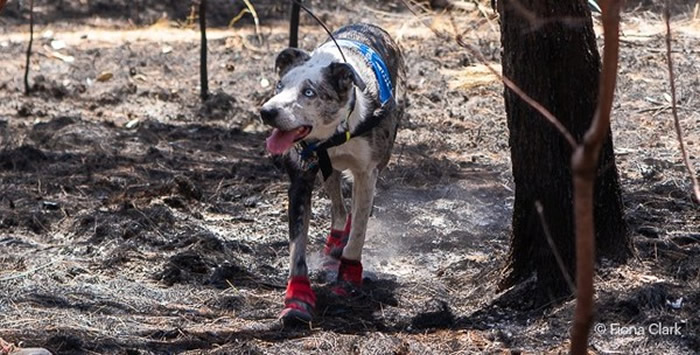 ����Ӣ�۹���������Ұ����Ѱ ����������β�ܾ�ſ��