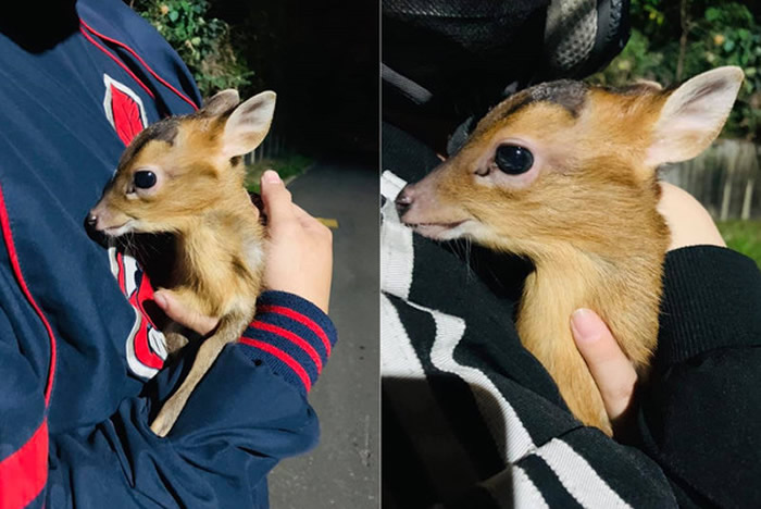 台湾网友骑经山路时发现野狗嘴里叼着小动物 走上前一看竟然是前保育类动物山羌