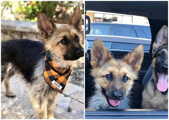 ��������ɣ����һֻ�¹�����Ȯ��������Դ�����٪��֢����Զ������