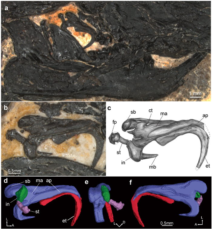 热河俊兽的左侧中耳形态 (王海冰 供图)