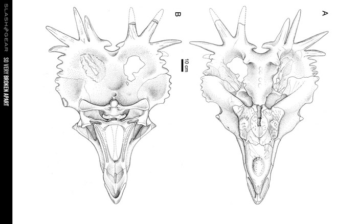 加拿大发现的阿尔伯塔戟龙(头骨编号UALVP55900)可能改变已经流传200年的假设