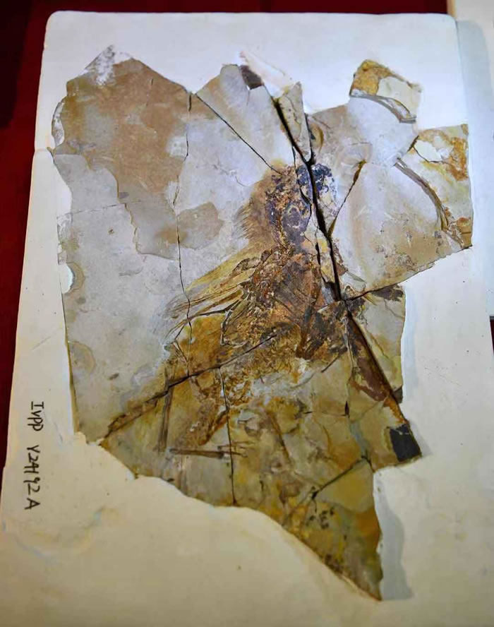 �й��Ŷ���ݿ�����չ��90�������չ�� ����Գ��ͷ�ǹǻ�ʯģ���ذ�չ��